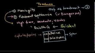 Neisseria meningitidis treatment [upl. by Peg]