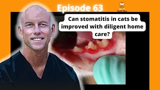 Ep 63 Can stomatitis in cats be improved with diligent home care Discussion on refractory cases [upl. by Htes]