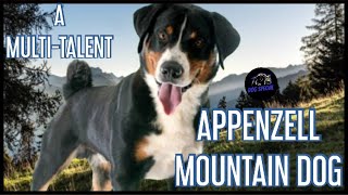 Appenzeller Sennenhund  Ein Multi Talent [upl. by Rolph62]