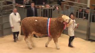 Simmental at Stirling Bull Sales 18th February 2019 [upl. by Ploss]