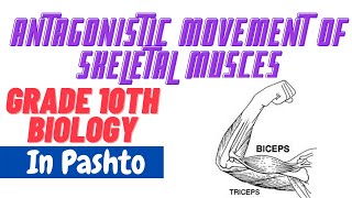 Antagonistic movement of skeletal muscles  Pashto  Home of biology [upl. by Bollen]