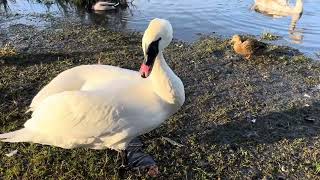 birdlife in november norway  This is my birdfamily [upl. by Allicserp]