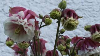 May 29 2016  Columbine Pink Petticoat Aquilegia Vulgaris [upl. by Combe]