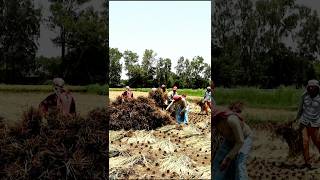 Making Heap of Harvested Paddy shorts [upl. by Critchfield]