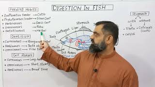 Digestive system of fish English medium profmasoodfuzail Digestion in Fishes [upl. by Aerised]