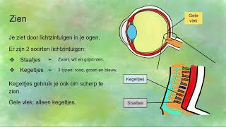 Zien werking van het oog  staafjes kegeltjes en pupilreflexen [upl. by Akinhoj]