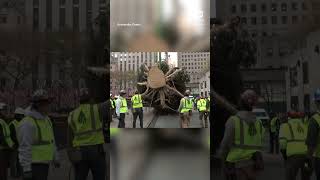 Rockefeller Center Christmas Tree arrives in New York City [upl. by Ariahaj]