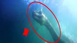 Extinct Animals That Were Caught On Camera  Part 2 [upl. by Attalanta782]