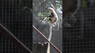 Coquerels sifaka lemur having lunch at Houston zoo pt 2 [upl. by Droffats786]