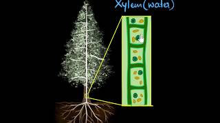 Comparing Xylem amp Phloem  GCSE Biology [upl. by Ongun768]