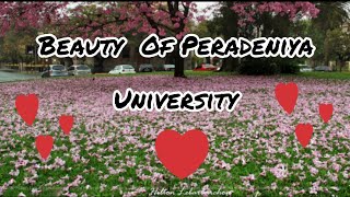 Beauty Of Peradeniya University Yan yan yan heeneta awidan yan [upl. by Aniarrol]