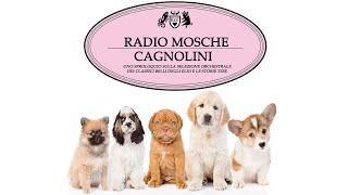 Radio Mosche  Puntata 40 Cagnolini [upl. by Engelhart]