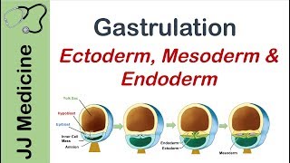 Gastrulation  Formation of Germ Layers  Ectoderm Mesoderm and Endoderm [upl. by Ahsilem637]