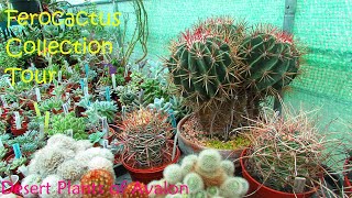 My Ferocactus Collection Tour  Cactus Collection Tour  Barrel Cactus [upl. by Shandee58]