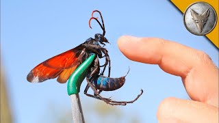 Ich wurde von einem TARANTULAFALKEN GESTOCHEN Brave Wilderness Deutsch [upl. by Gawen]