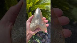 Making Giant Golden Shark tooth by melting Pennie’s and aluminum artist megalodon shark [upl. by Nollid]