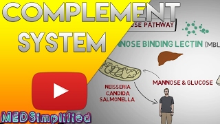 Complement System Made Easy Immunology Classical Alternate amp Lectin pathway [upl. by Yila]