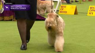 Soft Coated Wheaten Terriers  Breed Judging 2024 [upl. by Naashar199]