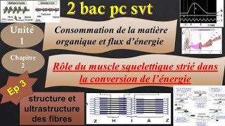 2bacf pcsvtU1Ch2ep3structure et ultrastructure des fibres musculairesبنية و فوق بنية العضلة [upl. by Adlesirg]