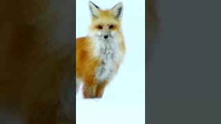 Arctic Fox shorts short shortvideo fox redfox hunting rat [upl. by Eirroc]