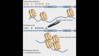 CpG islands science health [upl. by Anwat318]