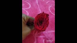 Gulab ka phool [upl. by Rebm]