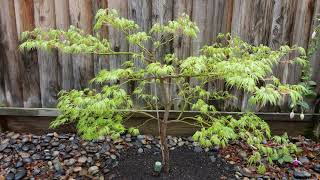 Green LaceLeaf Japanese Maple in Bloom Acer palmatum dissectum Viridis [upl. by Burley175]