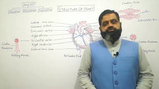 Structure of Heart Urdu Hindi medium  Prof Masood fuzail Anatomy of Human Heart  Mammalian Heart [upl. by Manaker977]