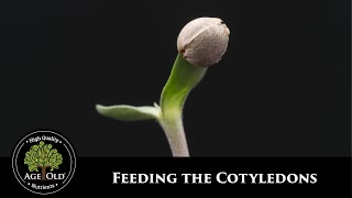 How to the Feed Cotyledons [upl. by Theta]