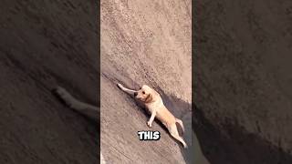 This Dog Fell Into deep a Pit but a kind Man saved him 😥♥️ shorts dog rescue [upl. by Zanahs]