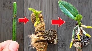 How to propagate orchids from flower branches faster than ever [upl. by Amasa789]