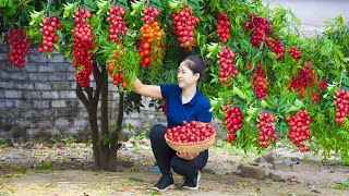 Harvesting Red Wampee amp Goes To Market Sell  Gardening And Cooking  Lý Tiểu Vân [upl. by Solhcin]