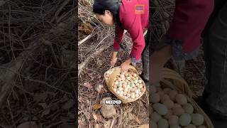 Harvesting chicken eggs from nature eggfarm chickeneggs egg lumifarm shorts [upl. by Tricia269]