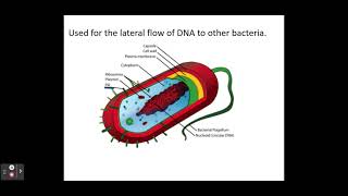 211 Cell Structure k Prokaryotic cell ultrastructure [upl. by Anelhtak]