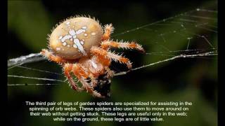 European Garden Spider  cross spider  Araneus diadematus [upl. by Rednirah350]