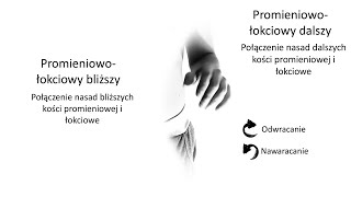 Anatomia ruchy i stawy Relaksacja i Joga Kinezjologia AWF facebookcompsychosomatyczna [upl. by Iznik]