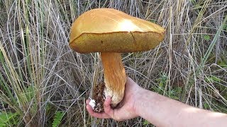 Hunting the King of Mushrooms in the Pacific Northwest [upl. by Leid]