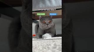 What do you hear Green needle or brainstorm britishshorthair greenneedle brainstorm cats [upl. by Neumeyer]