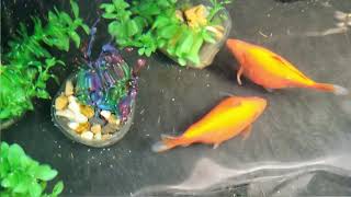 Goldfish Spawning Mating and Laying Eggs [upl. by Purpura721]