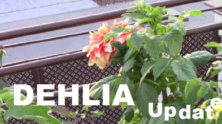 Saving Dahlias II How To Remove And Store Dahlia Tubers II Dahlia cutting update [upl. by Beryl]