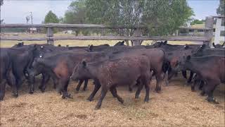 Wongavale Angus steers [upl. by Ahsael]