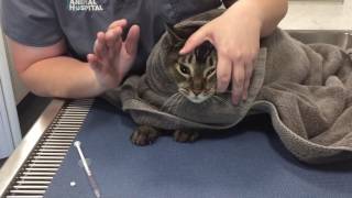 Veterinary Learning Series Giving Oral Medication To A Cat [upl. by Reifnnej]