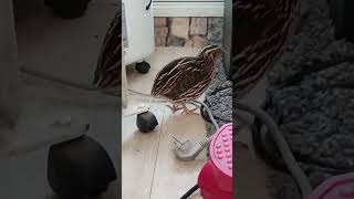 My pet japanese quail  34  coturnix japonica quail petchicken short [upl. by Laoj]