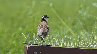 Bobwhite Quail sings and flies away [upl. by Iva179]