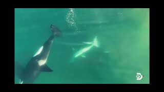 FIRST EVER FOOTAGE OF ORCA’S KILLING GREAT WHITE SHARKS in SOUTH AFRICA [upl. by Aiciruam]