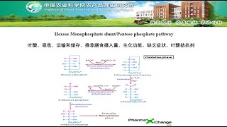 Pentose Phosphate Pathway Shunt [upl. by Linc314]