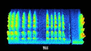 Raven Vocalizations First Version [upl. by Delly525]