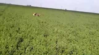 Weimaraner hunting pheasants [upl. by Nawram547]