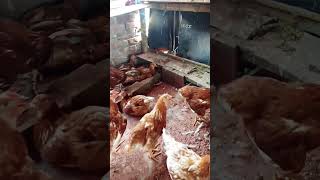 liyar murgi palon sshorts sonalimurgifarm chicken murgibacche murgipalan [upl. by Atirat]