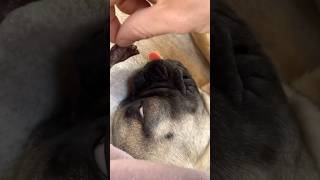 How Dogs Use Their Incredible Sense of Smell [upl. by Novyad]